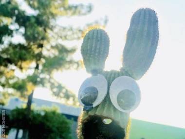 Przerażony kaktus
