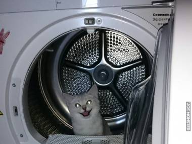 Chciałbym być choć tak szczęśliwy jak ten kot w pralce