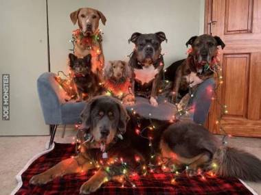Wszystkie psiaki poczuły świąteczny nastrój