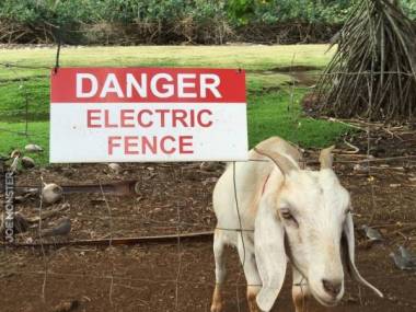 Koza niewrażliwa na elektryczność