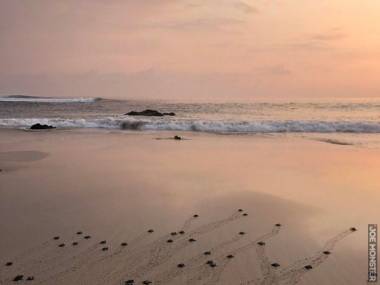 Małe żółwie morskie zmierzają do morza, wyspa Sumba w Indonezji