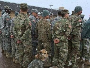 Psie życie w wojsku