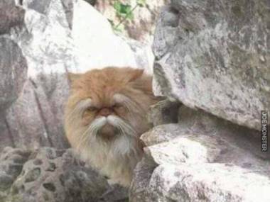 Jestem pewien, że ten kot od 300 lat ćwiczy kung-fu