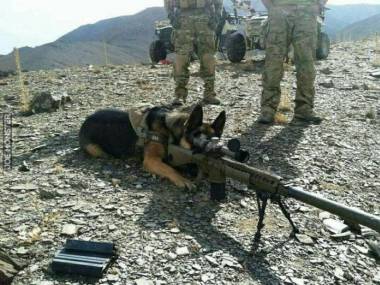 Pies wojny