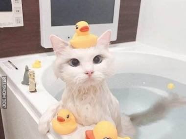 Lubi się kąpać, ale tylko z kaczuchami