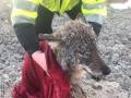 Kilku mężczyzn ratowało psa pod którym załamał się lód. Okazało się, że uratowali wilka