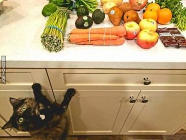 Kot został oszukany, myślał że tam leży jedzenie
