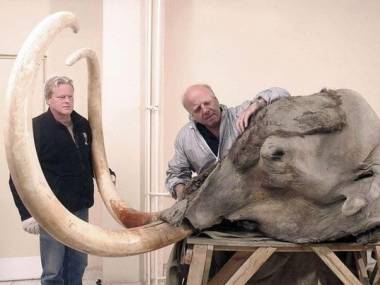 Najbardziej kompletna głowa mamuta jaką kiedykolwiek odkryto