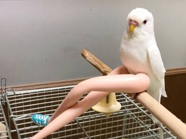Seksowna papuga