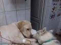 Szkolony pies u weterynarza do pocieszania innych zwierząt