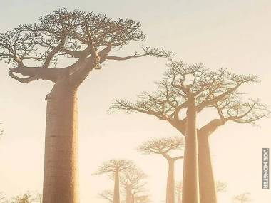 Afrykańskie baobaby