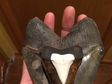 17 cm ząb Megalodona, 8 cm ząb ze skamieliny żarłacza białego i 4 cm ząb współczesnego żarłacza