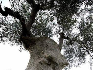 Drzewo filozoficzne, Apulia, Włochy