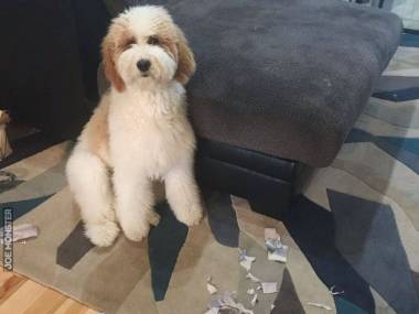 Kochany pies, który zeżarł paszport kilka dni przed zagranicznym wyjazdem