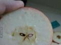 Zapomnijcie o Jezusie na ścianie, tutaj mamy Grumpy Cata w jabłko
