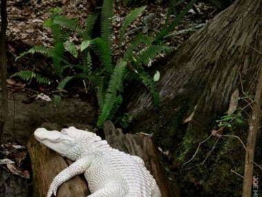 Krokodyl albinos