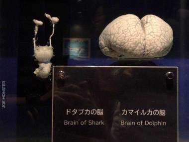 Porównanie rozmiarów mózgów rekina i delfina
