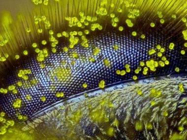 Oko pszczoły pokryte pyłkiem mniszka