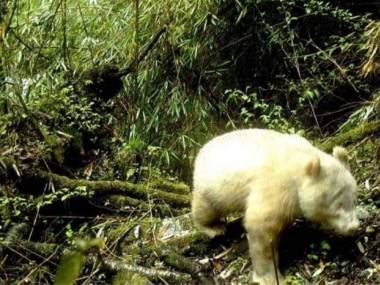 Pierwsza na świecie panda albinos znaleziona w chińskim lesie