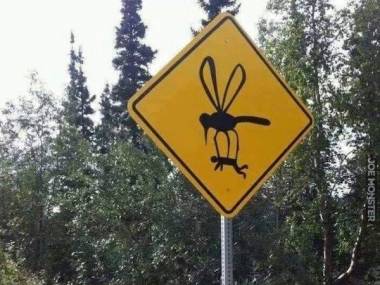 Uwaga, rozpoczął się sezon na komary