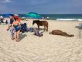Konie z Morskiego Oka wybrały się na zasłużone wakacje