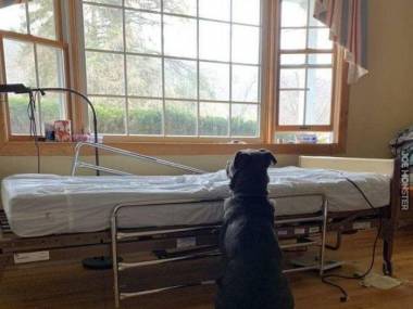 Pies siedzi przy szpitalnym łóżku swojego zmarłego właściciela