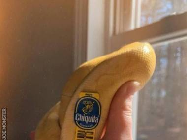 Nowa odmiana banana