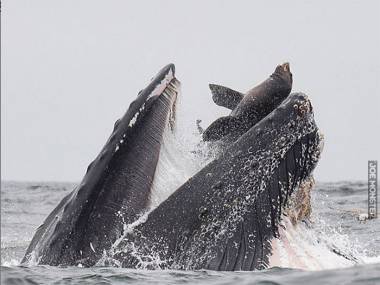 Wieloryb przez pomyłkę złapał fokę, za chwilę ją wypluje