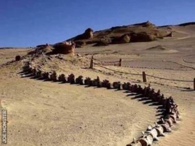 Kości prehistorycznego wieloryba znalezione na pustyni w Egipcie