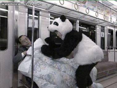 Opiekuńcza panda